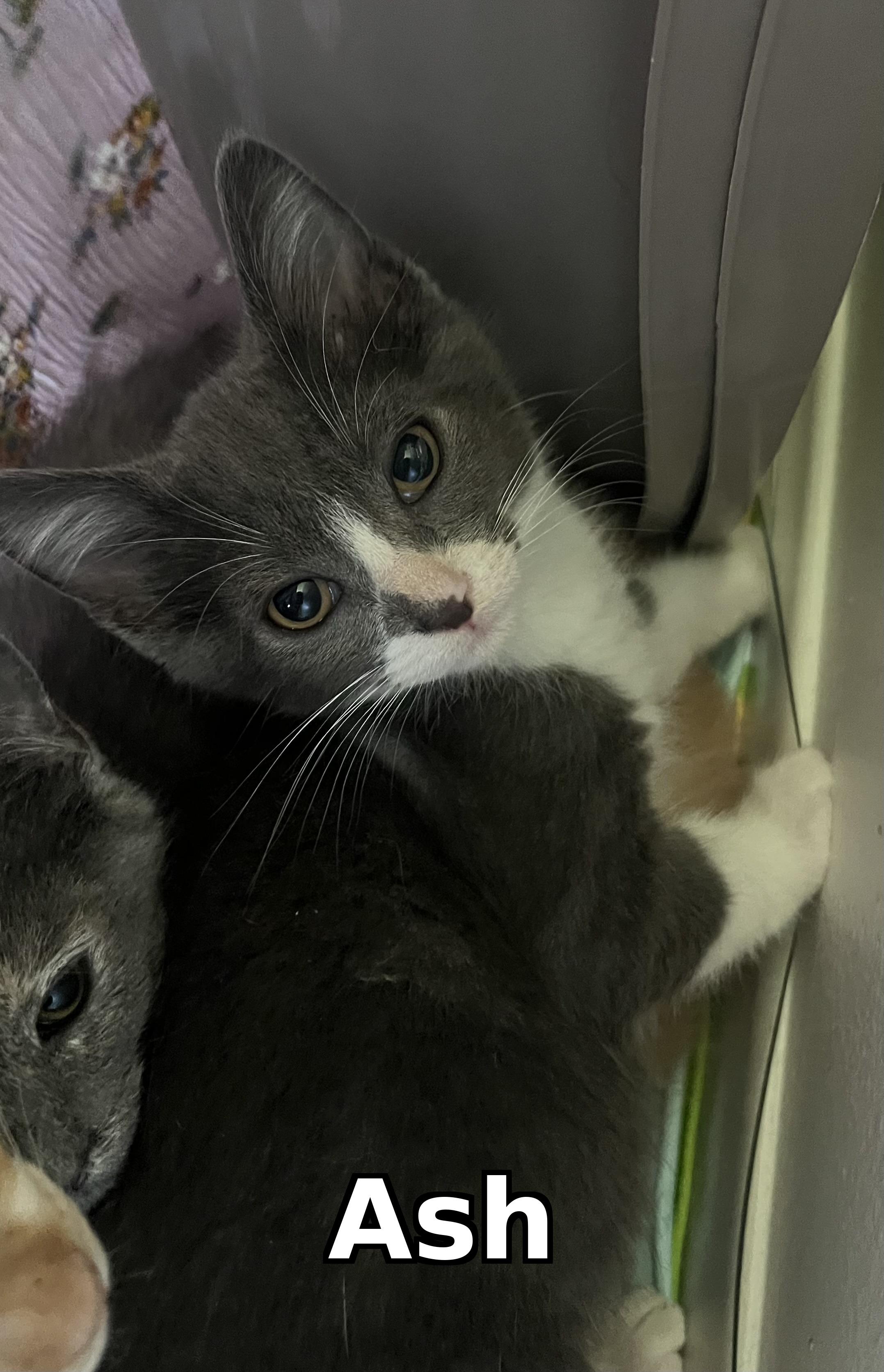 Enlarge Ash and Sugar, a ADOPTABLE mixed breed in Santa Monica, CA image 4/6