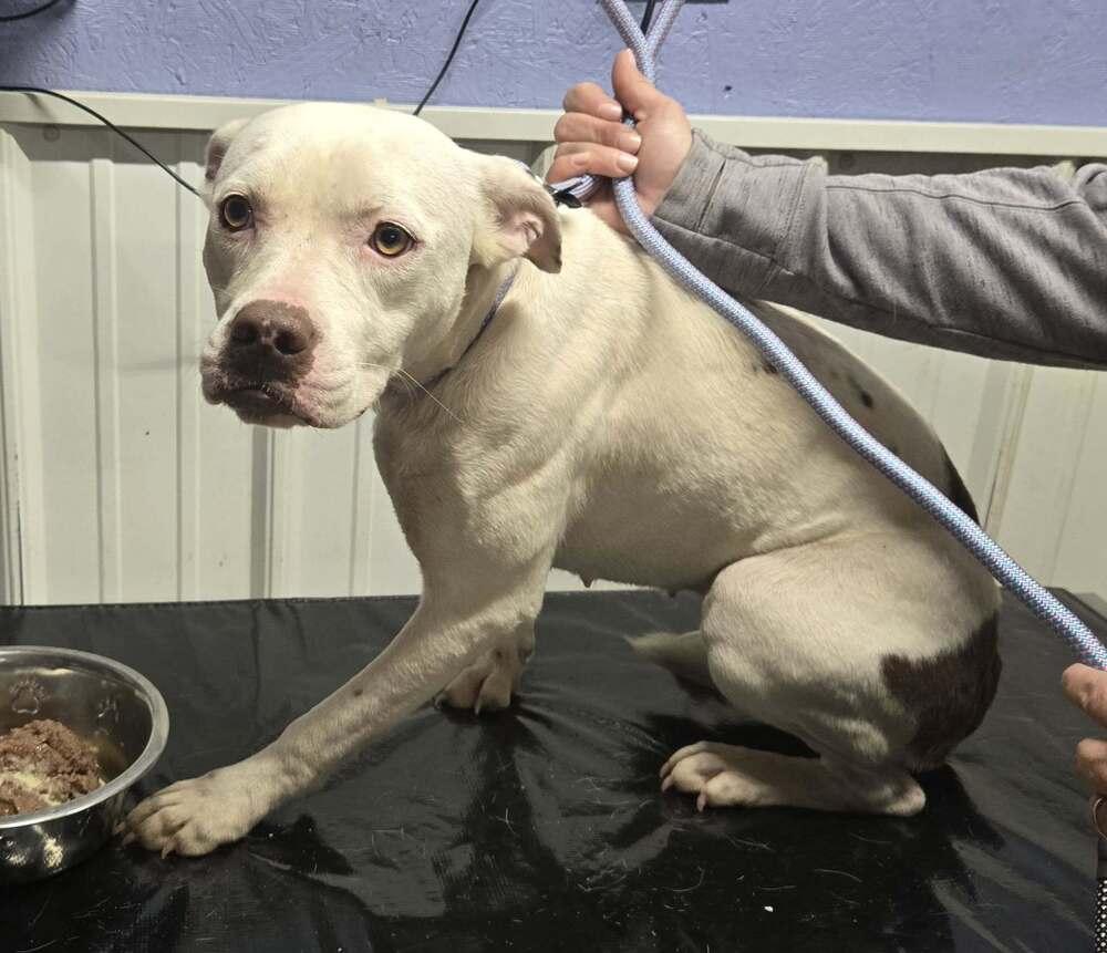 Sina, Adoptable, Young Female Pit Bull Terrier.