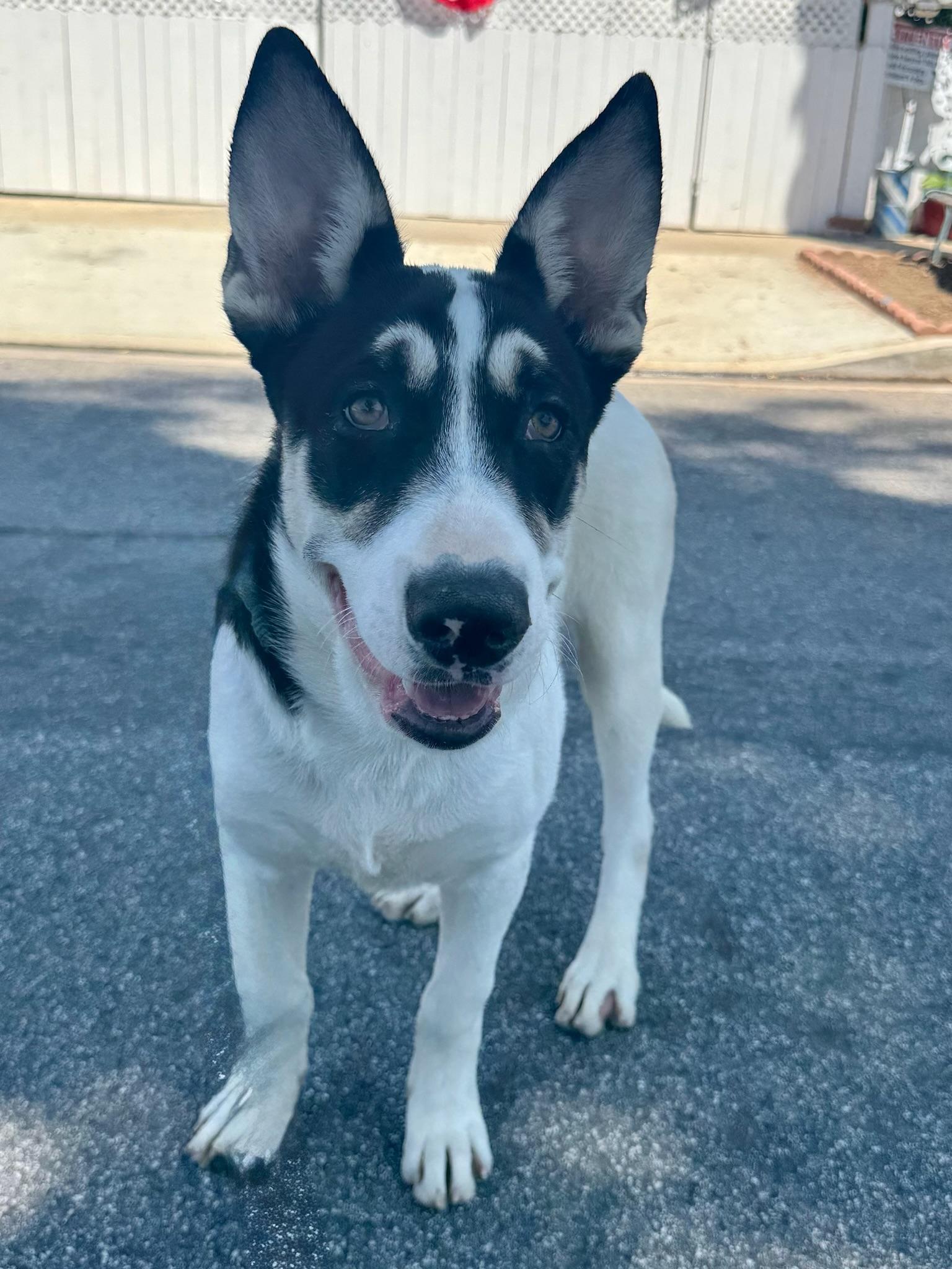 Bernie, Baby Male Shepherd