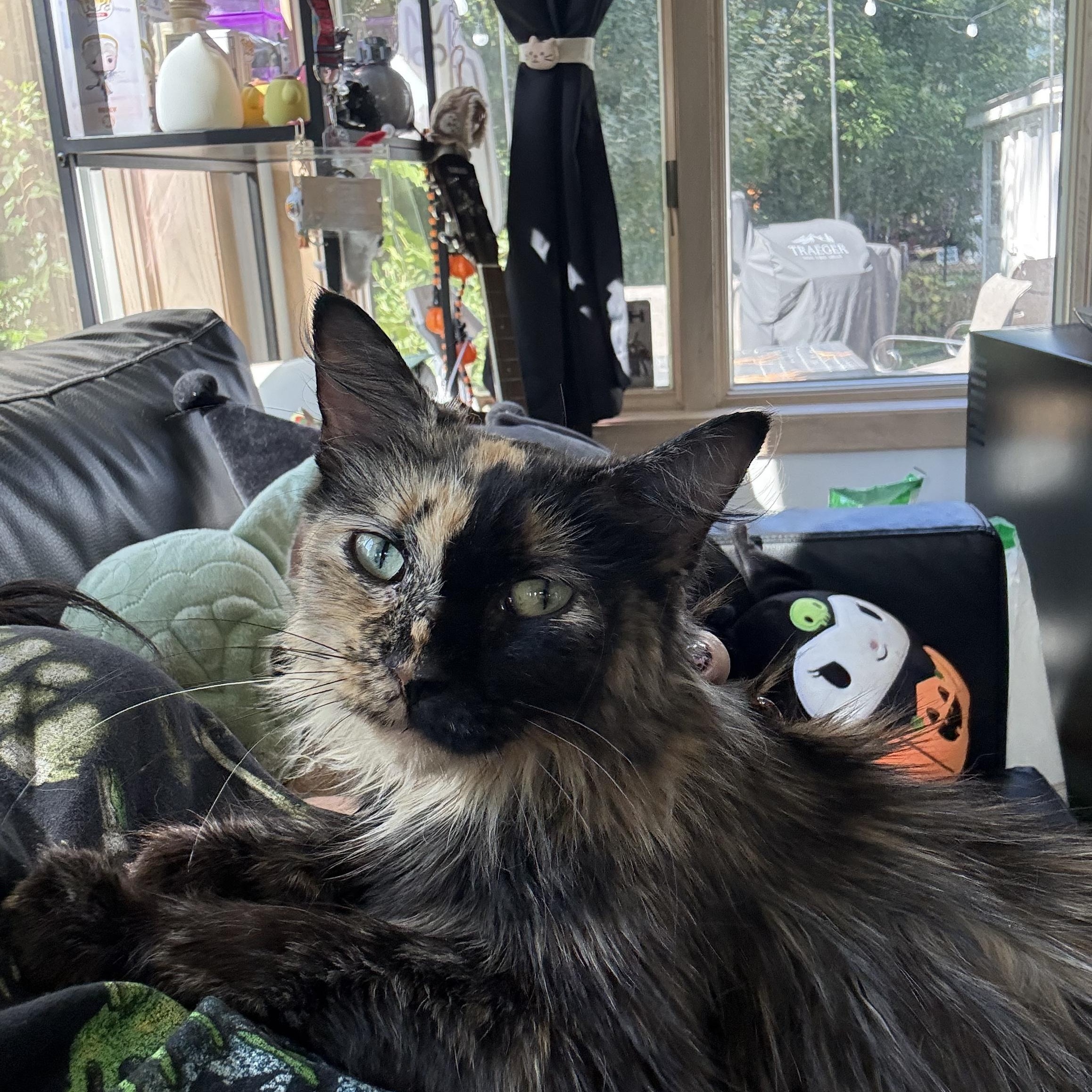 Enlarge Nyla, a Adoptable Domestic Long Hair in Minneapolis, MN image 3/5