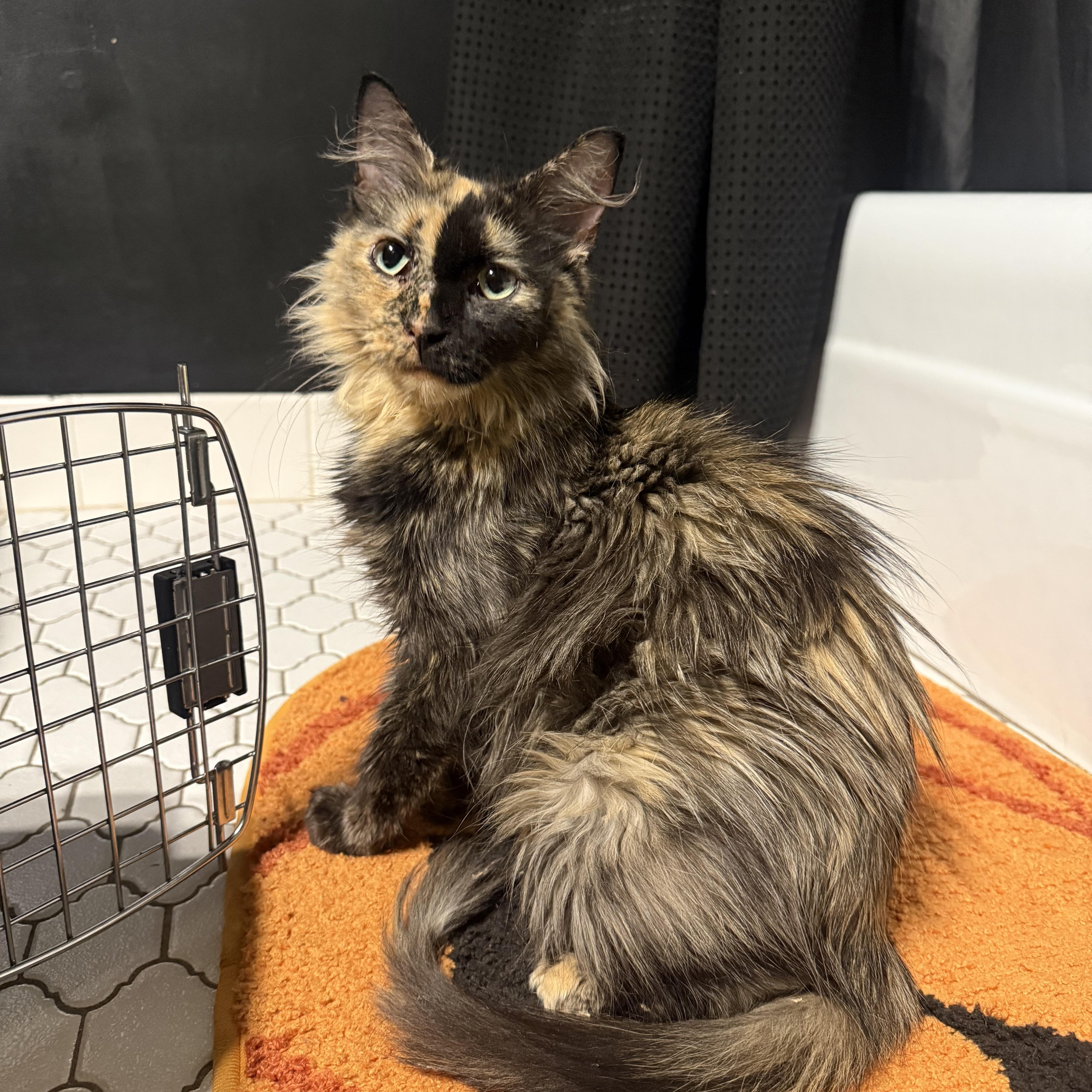 Enlarge Nyla, a Adoptable Domestic Long Hair in Minneapolis, MN image 1/5
