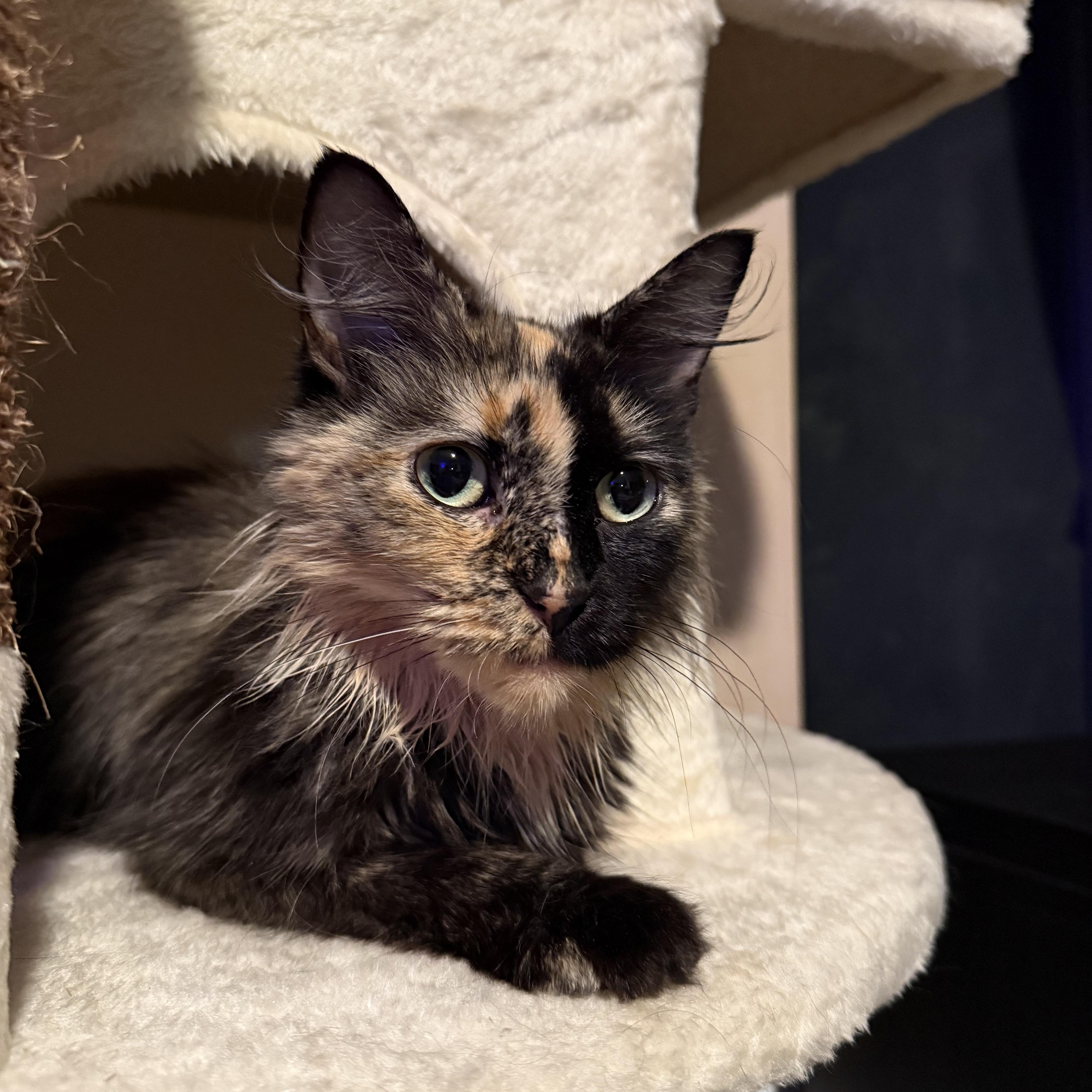 Enlarge Nyla, a Adoptable Domestic Long Hair in Minneapolis, MN image 2/5