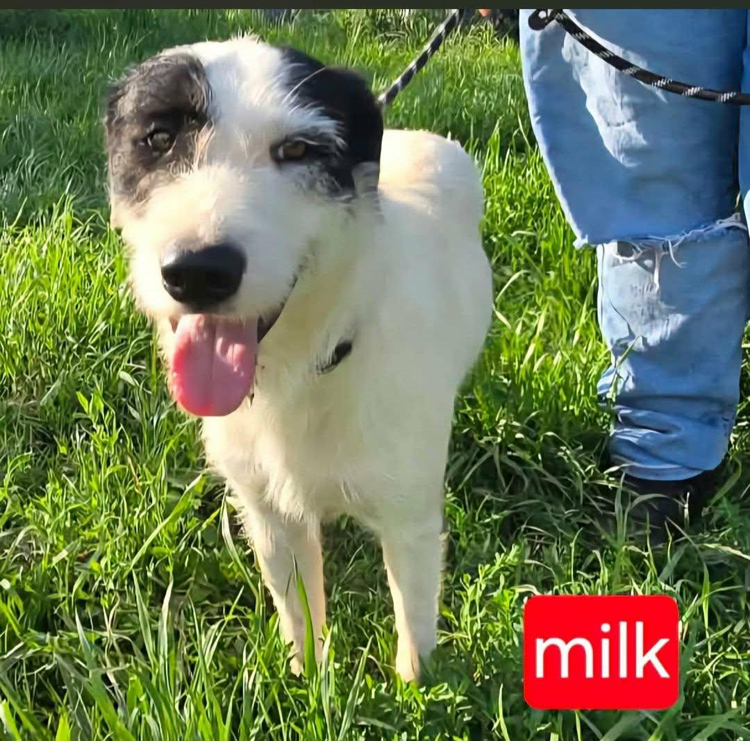 Milk, adopted, Puppy Male Wirehaired Terrier.