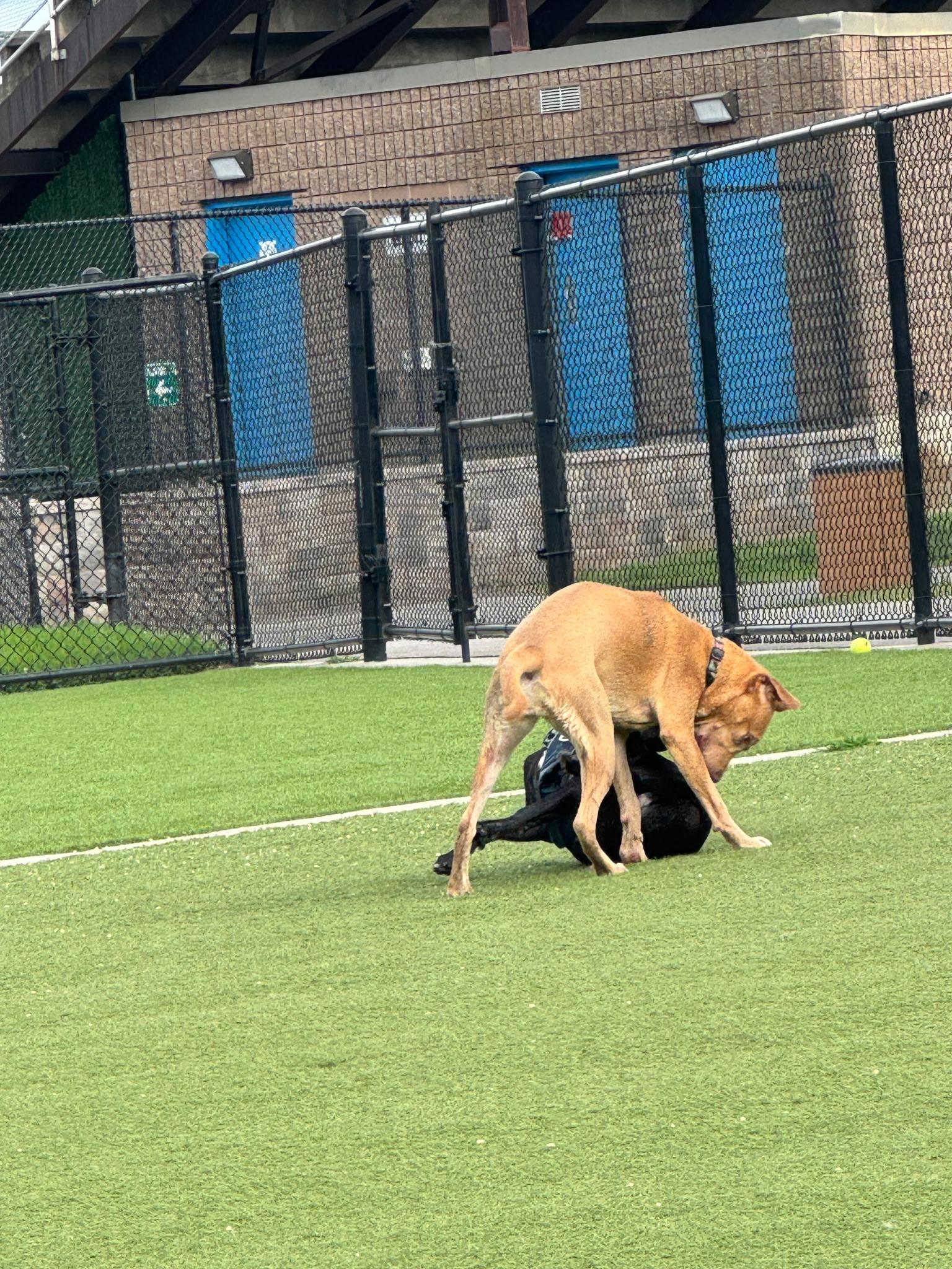 Romel, a ADOPTABLE mixed breed in Middletown, NY image 2/4
