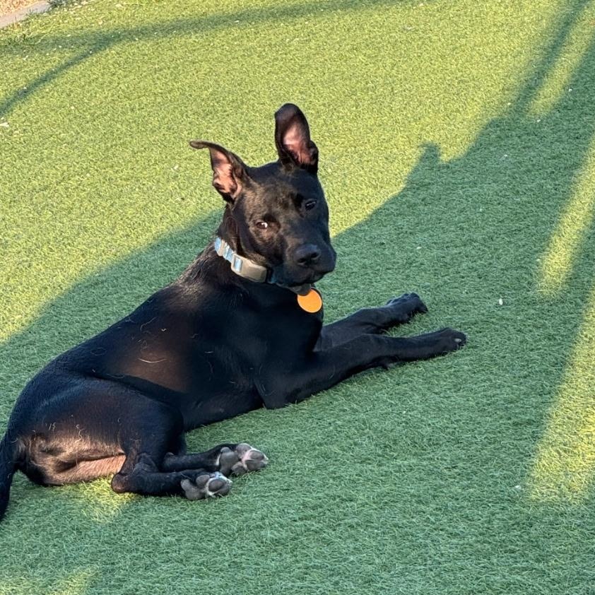 Romel, ADOPTABLE, Young Male Black Labrador Retriever.