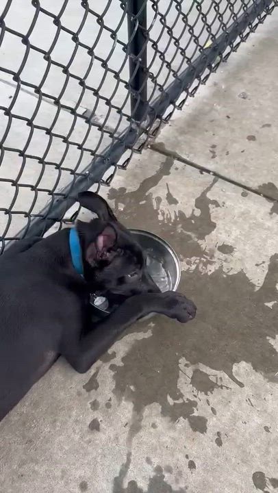 Enlarge Romel, a ADOPTABLE mixed breed in Middletown, NY video 4/4