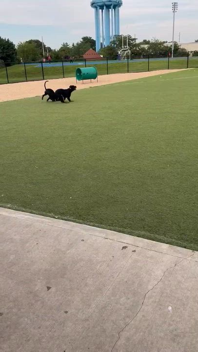Enlarge Romel, a ADOPTABLE mixed breed in Middletown, NY video 3/4