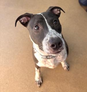 Enlarge Beaker, a ADOPTABLE mixed breed in Mount Juliet, TN image 4/5