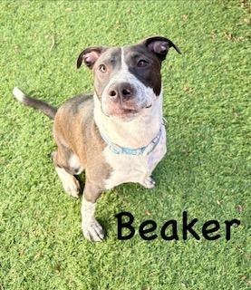 Beaker, ADOPTABLE, Young Male Border Collie.
