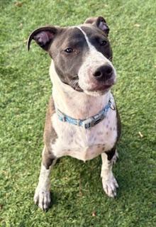 Enlarge Beaker, a ADOPTABLE mixed breed in Mount Juliet, TN image 3/5