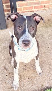 Enlarge Beaker, a ADOPTABLE mixed breed in Mount Juliet, TN image 2/5