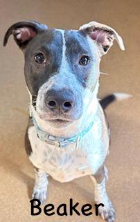 Enlarge Beaker, a ADOPTABLE mixed breed in Mount Juliet, TN image 5/5