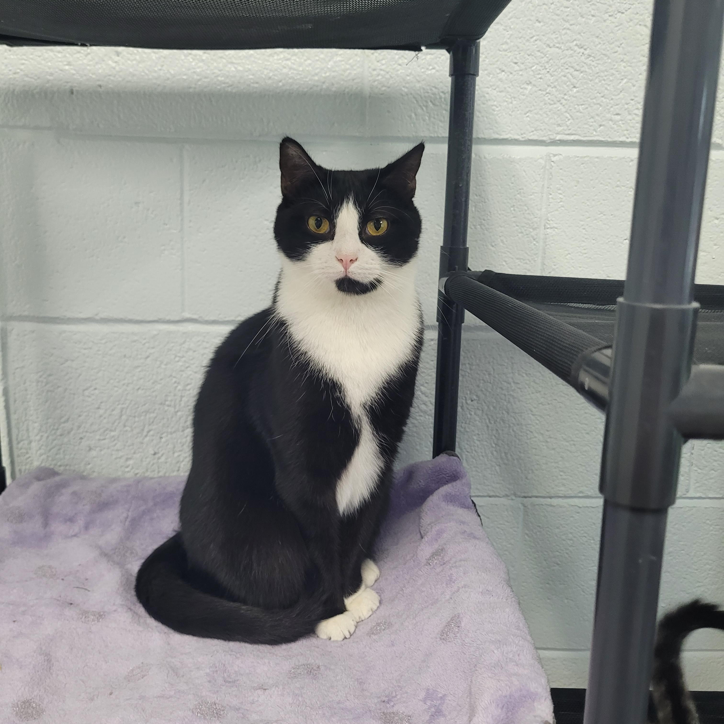 Enlarge Domino, a Adoptable Domestic Short Hair in Morganton, NC image 1/1