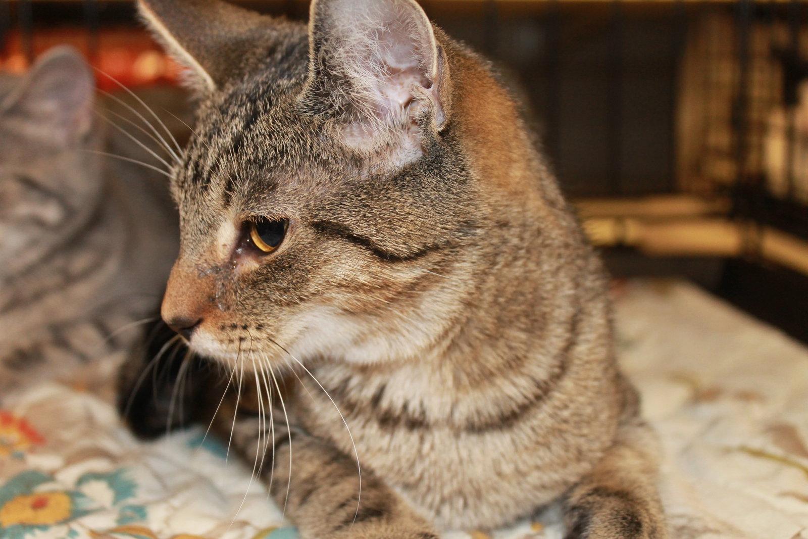 Horton, Adopted, Young Male Tabby & Domestic Short Hair.