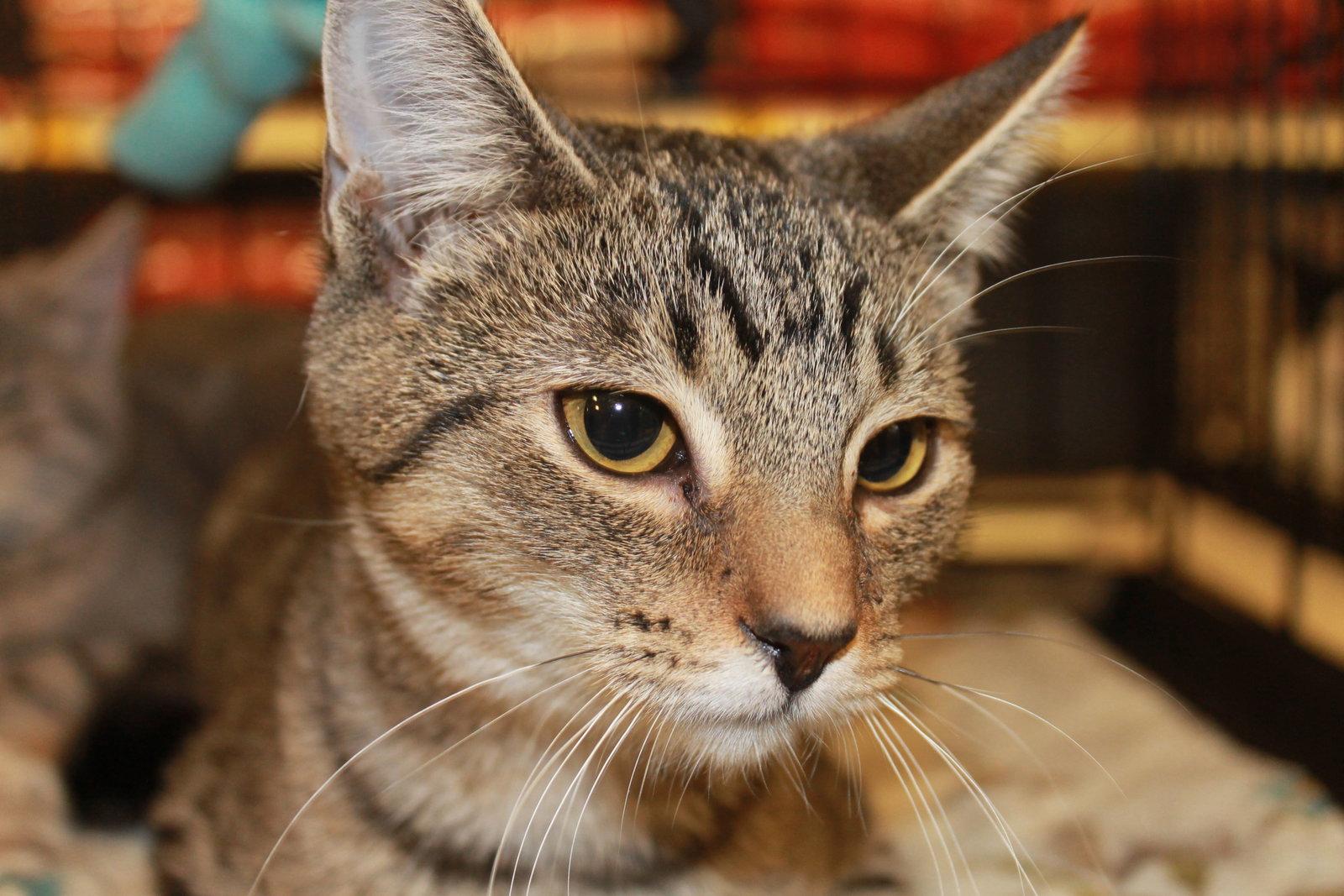 Horton, a Adopted mixed breed in Cincinnati, OH image 2/3