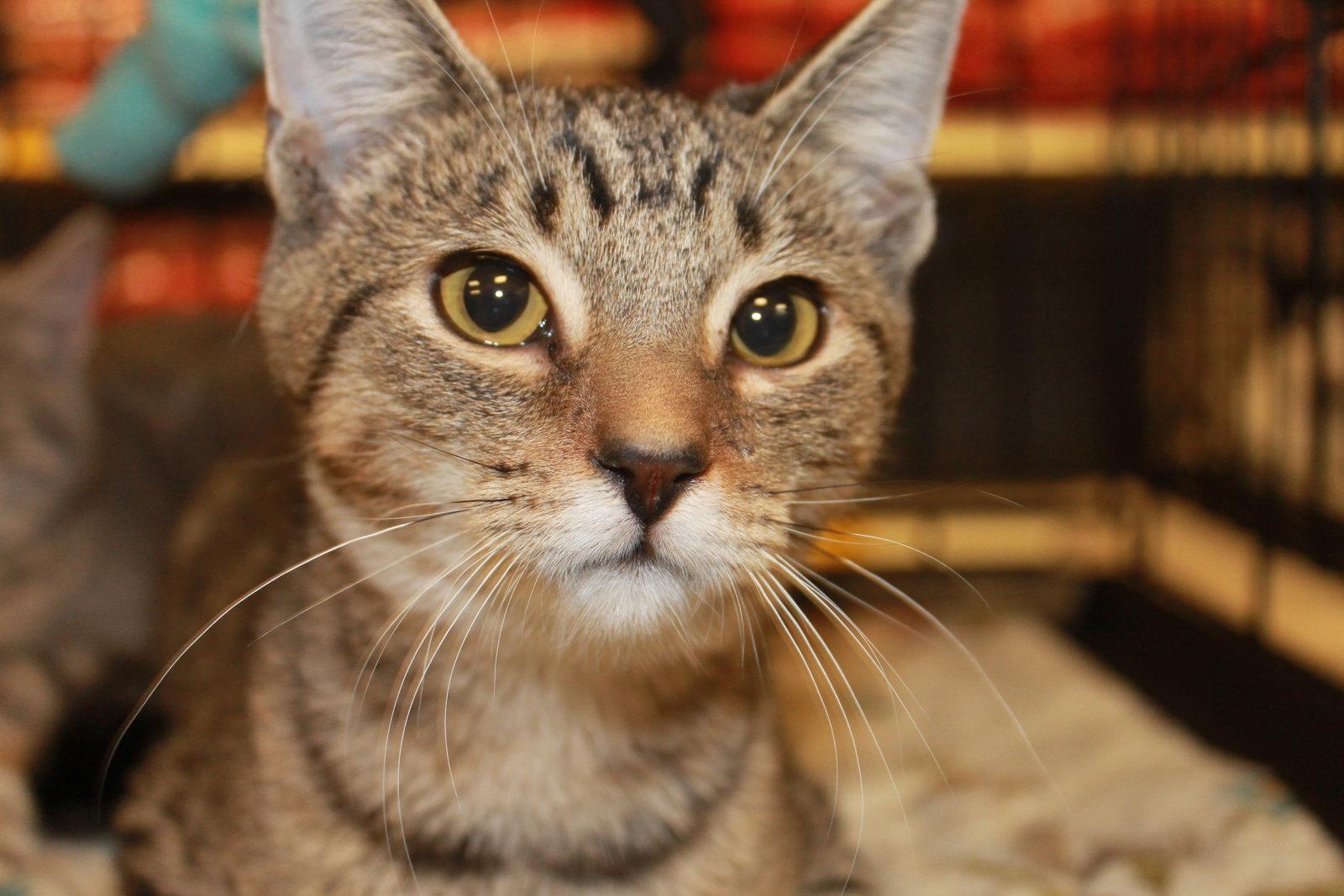 Horton, a Adopted mixed breed in Cincinnati, OH image 3/3
