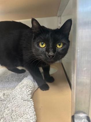 Silas, Adoptable, Adult Male Domestic Short Hair & Domestic Short Hair.