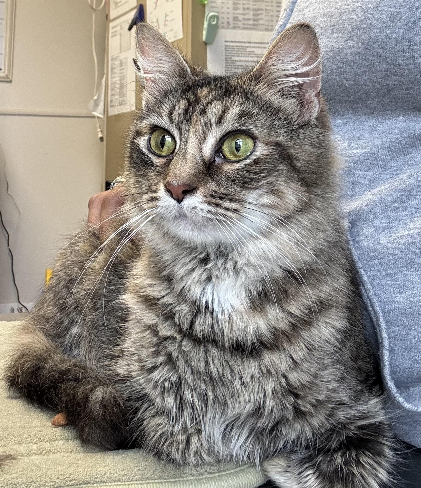 Peridot, an adopted Domestic Medium Hair in Kearneysville, WV image 2/2