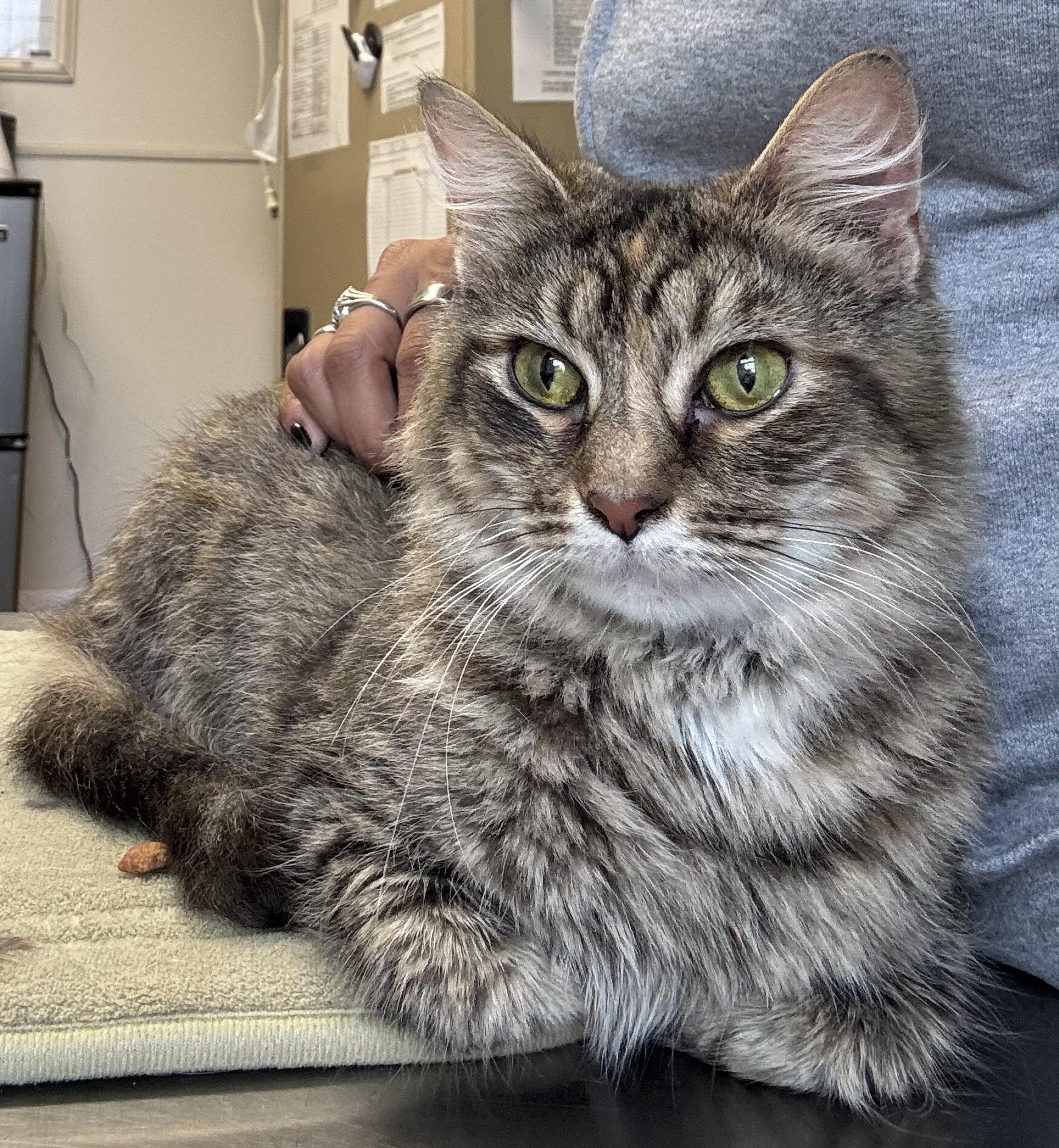 Peridot, adopted, Young Female Domestic Medium Hair.
