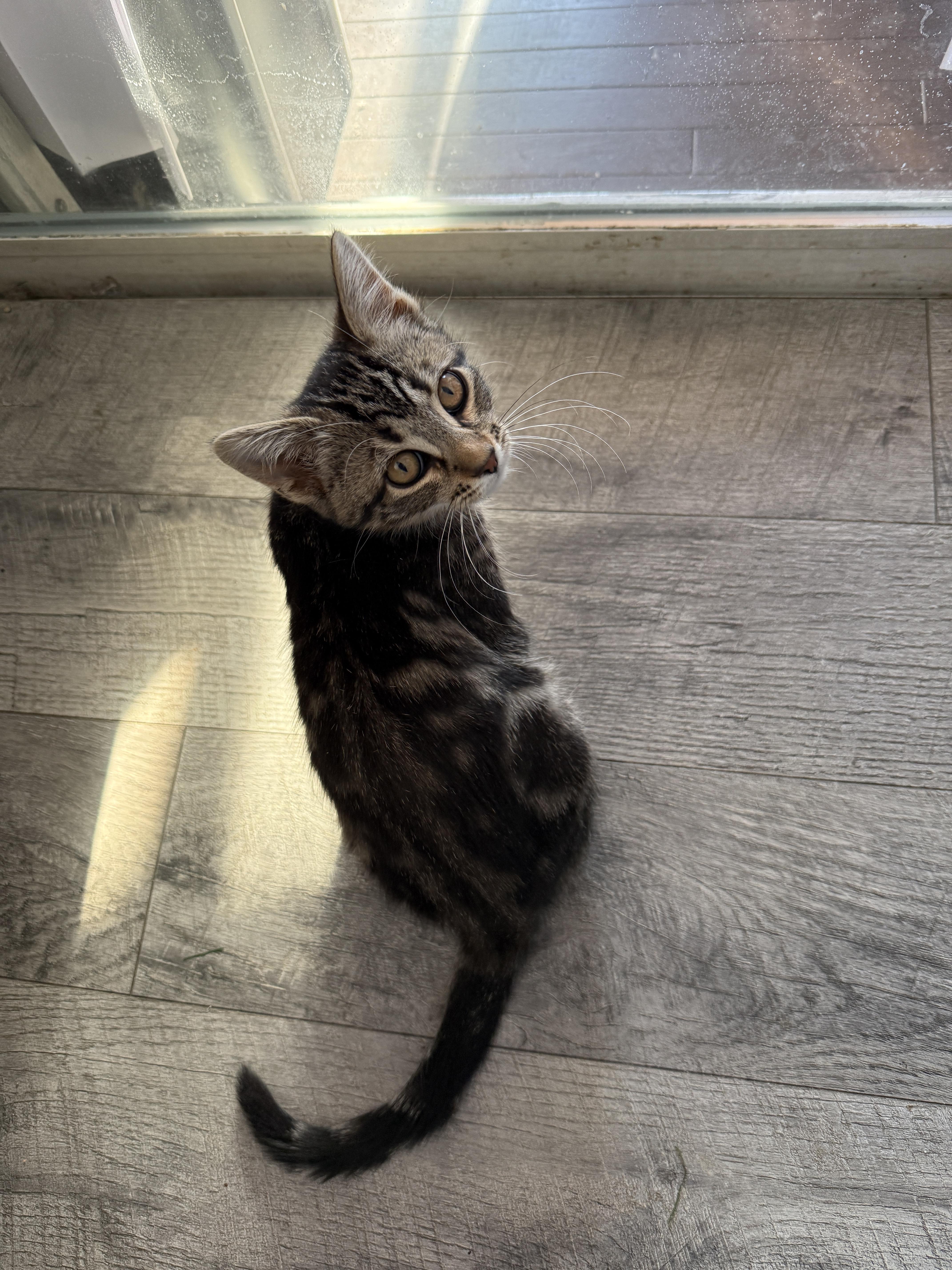 Enlarge Bengal, an adoptable mixed breed in Tilton, IL image 6/6