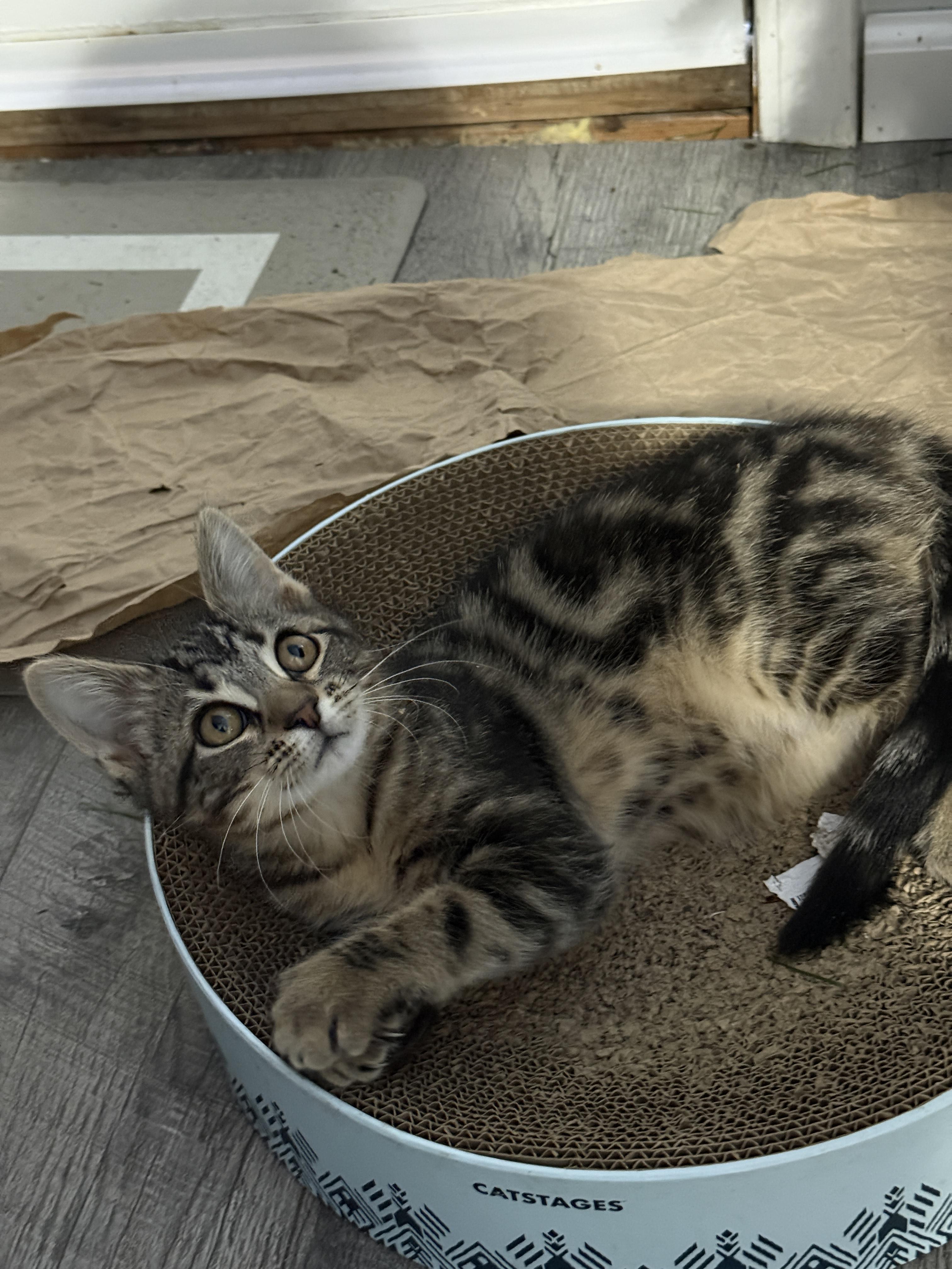 Enlarge Bengal, an adoptable mixed breed in Tilton, IL image 3/6