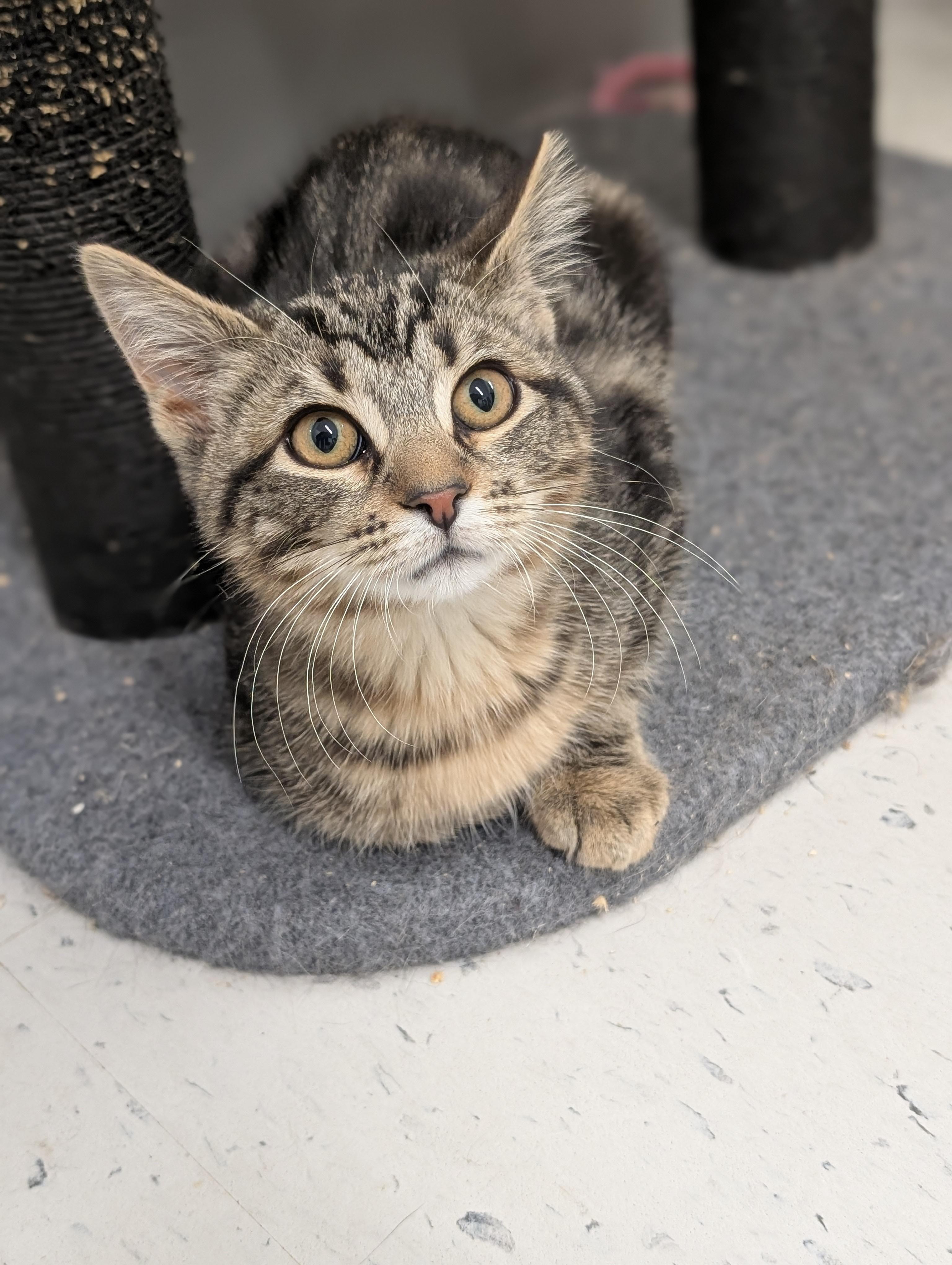 Enlarge Bengal, an adoptable mixed breed in Tilton, IL image 4/6