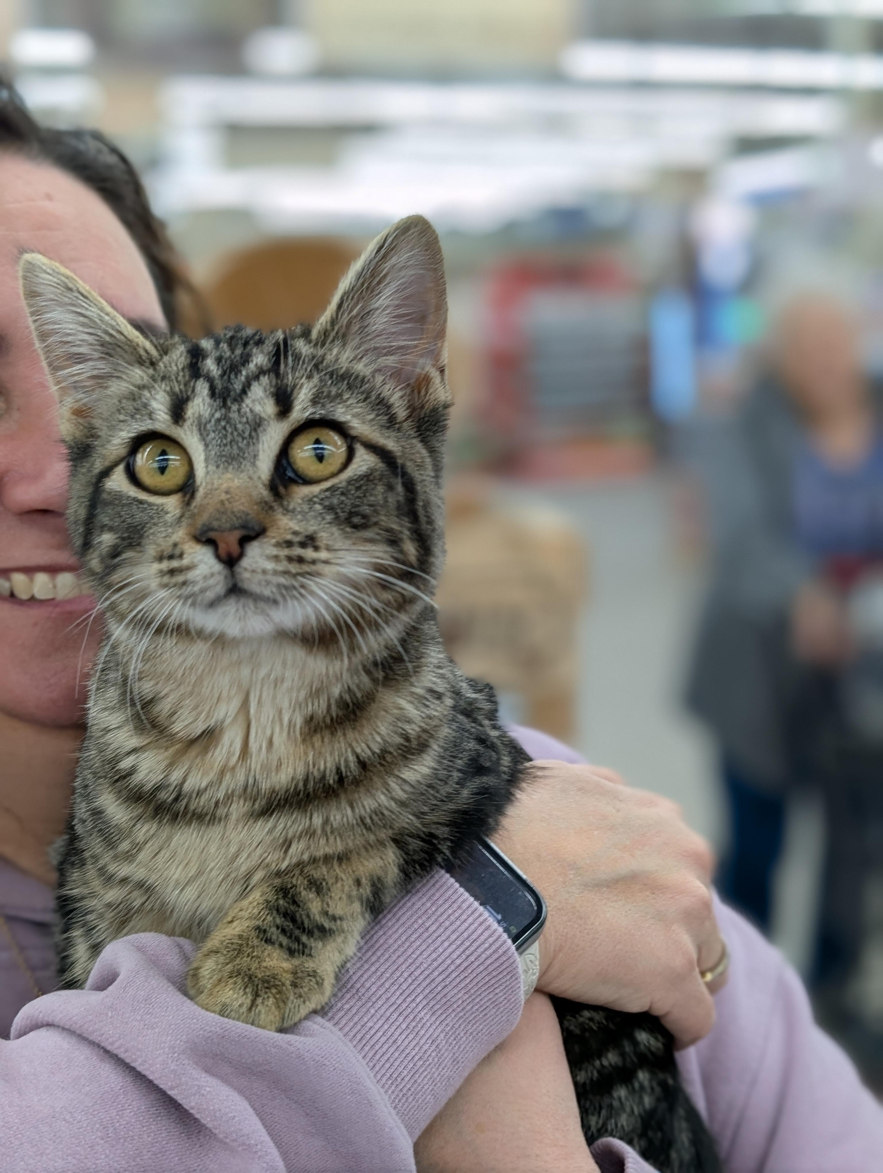 Bengal, adoptable, Kitten Female Domestic Short Hair & Tabby.