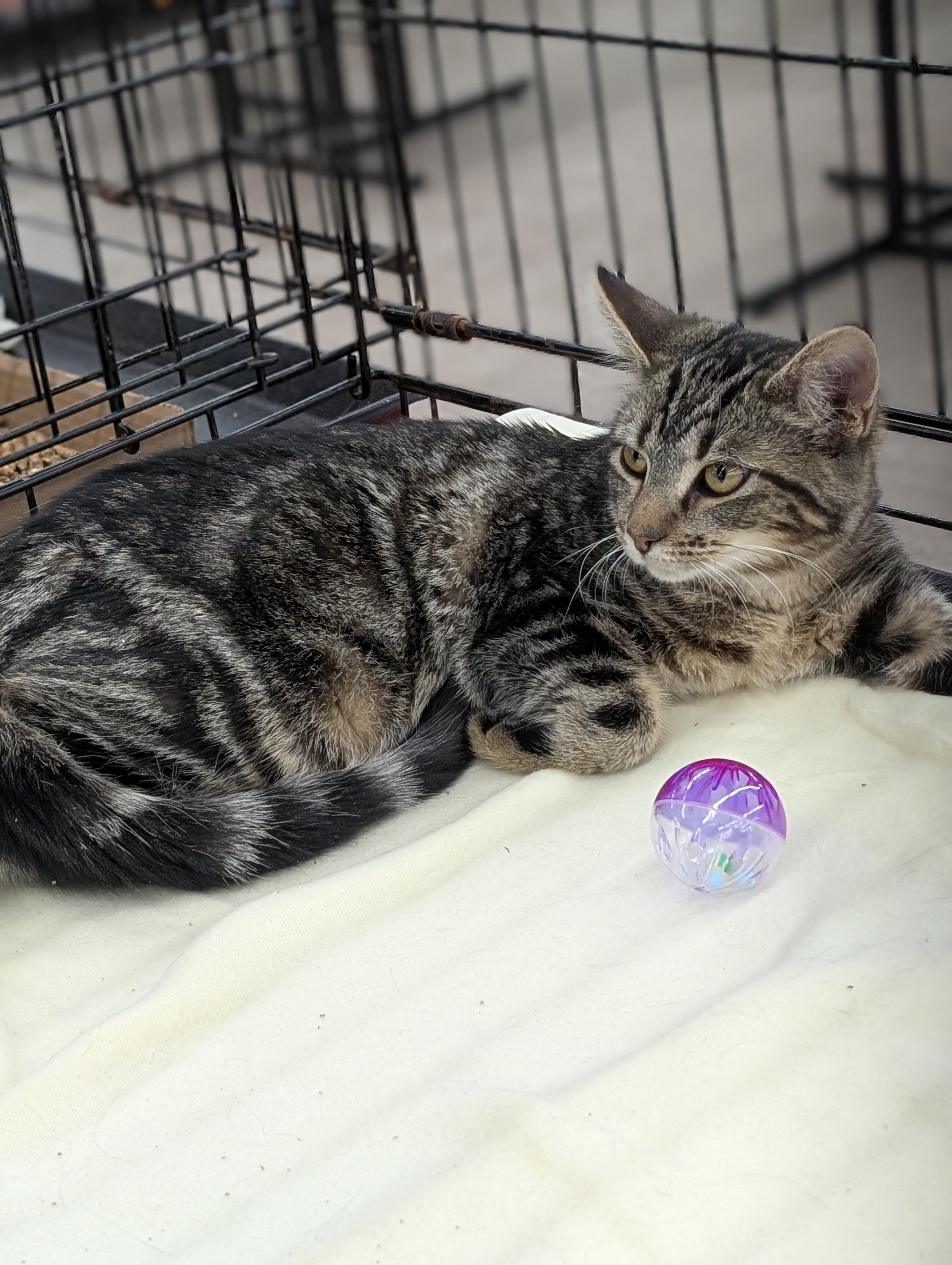 Enlarge Bengal, an adoptable mixed breed in Tilton, IL image 2/6