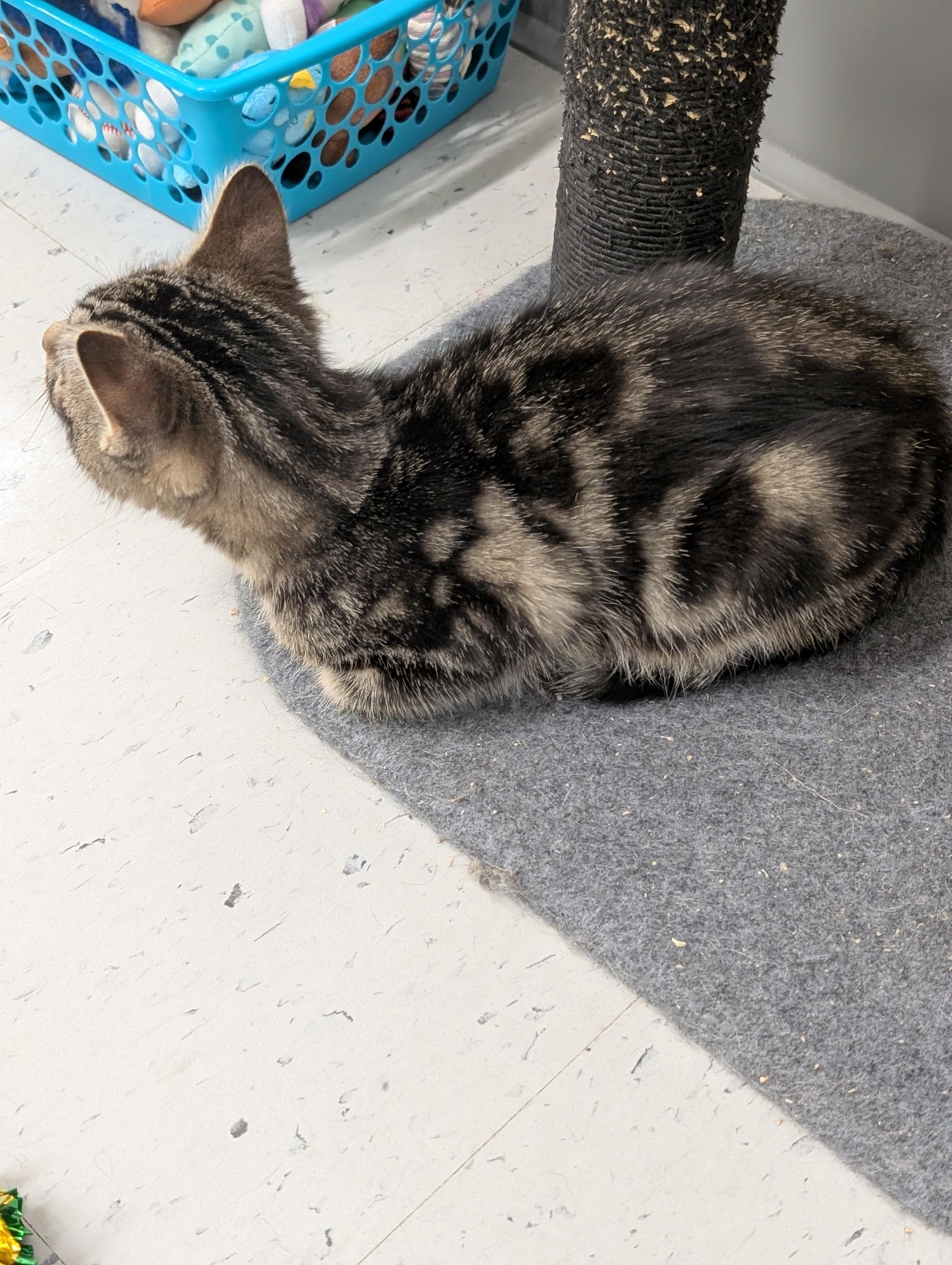 Enlarge Bengal, an adoptable mixed breed in Tilton, IL image 5/6