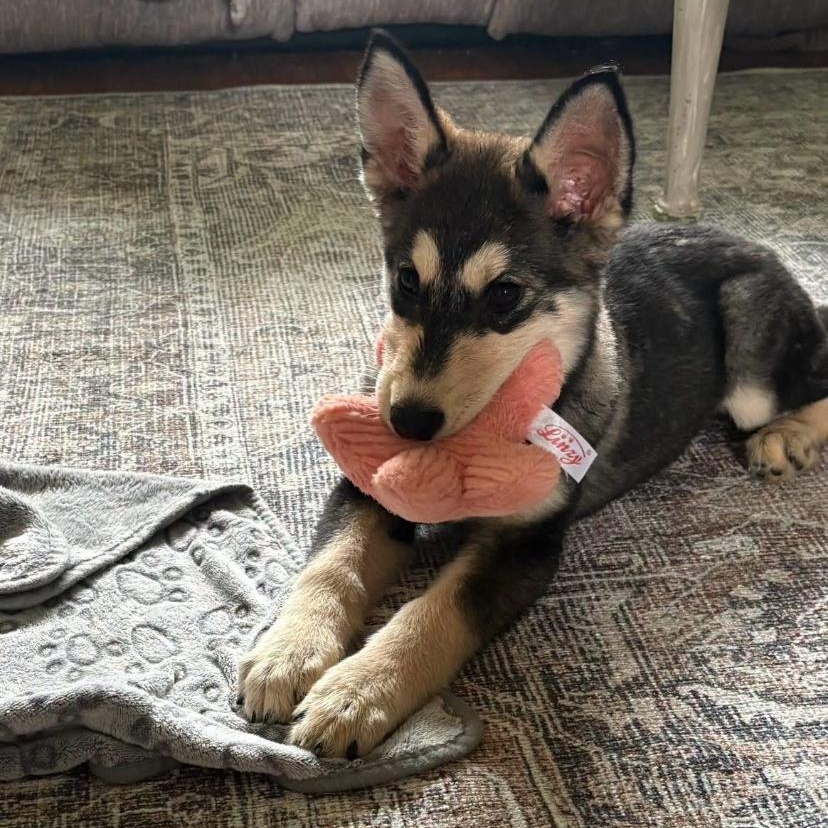 Joan Jett, Adopted, Puppy Female German Shepherd Dog & Husky.
