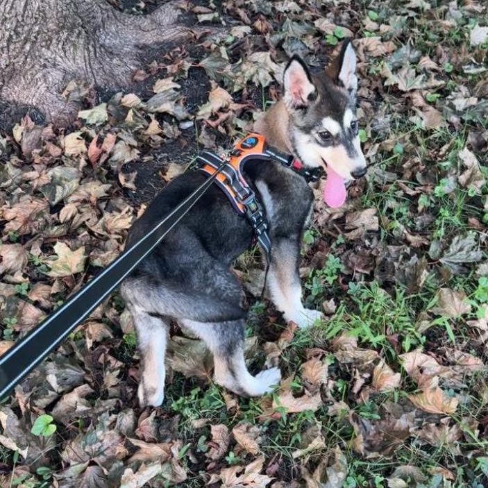 Enlarge Joan Jett, a Adopted mixed breed in Philadelphia, PA image 2/4