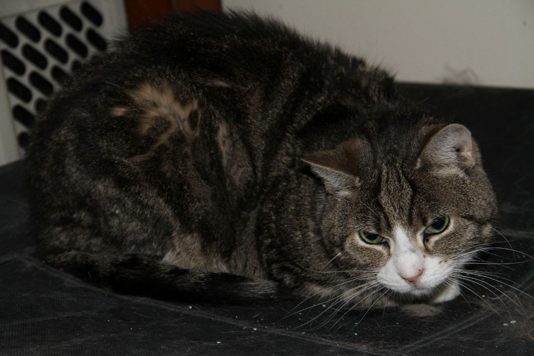 Enlarge Cybil, a Adoptable Domestic Short Hair in Fredericton, NB image 1/6