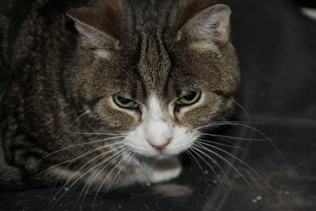 Enlarge Cybil, a Adoptable Domestic Short Hair in Fredericton, NB image 2/6