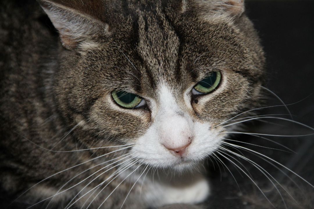 Enlarge Cybil, a Adoptable Domestic Short Hair in Fredericton, NB image 3/6