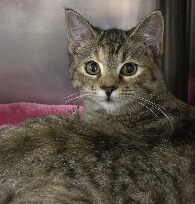 Ginger, Adopted, Young Female Domestic Short Hair.