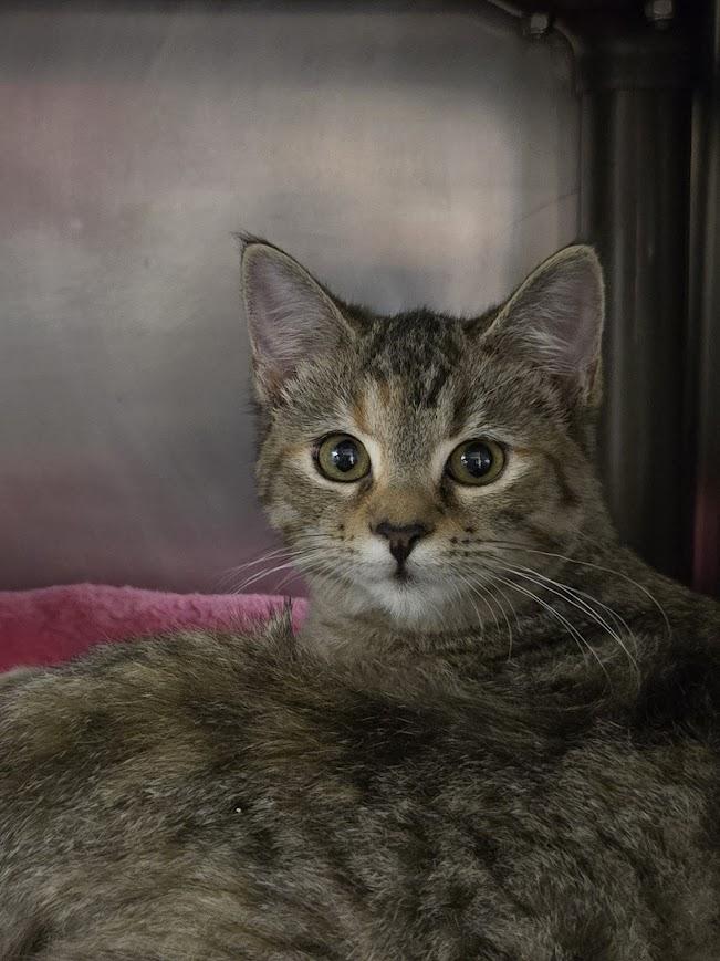 Enlarge Ginger, a Adopted Domestic Short Hair in North Myrtle Beach, SC image 2/2