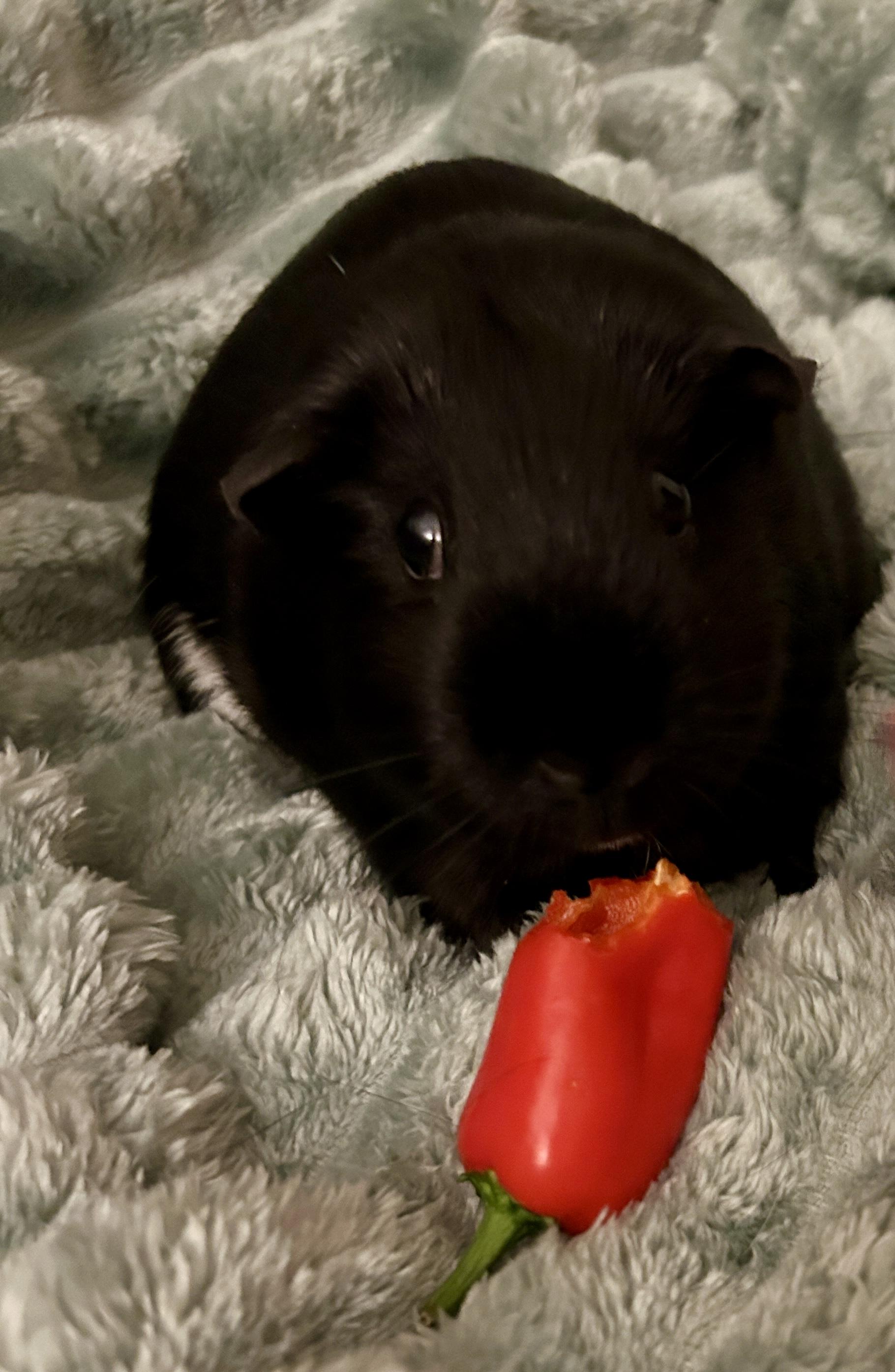 Enlarge Eponine & Cosette, a Adoptable Short-Haired in Andover, CT image 4/6