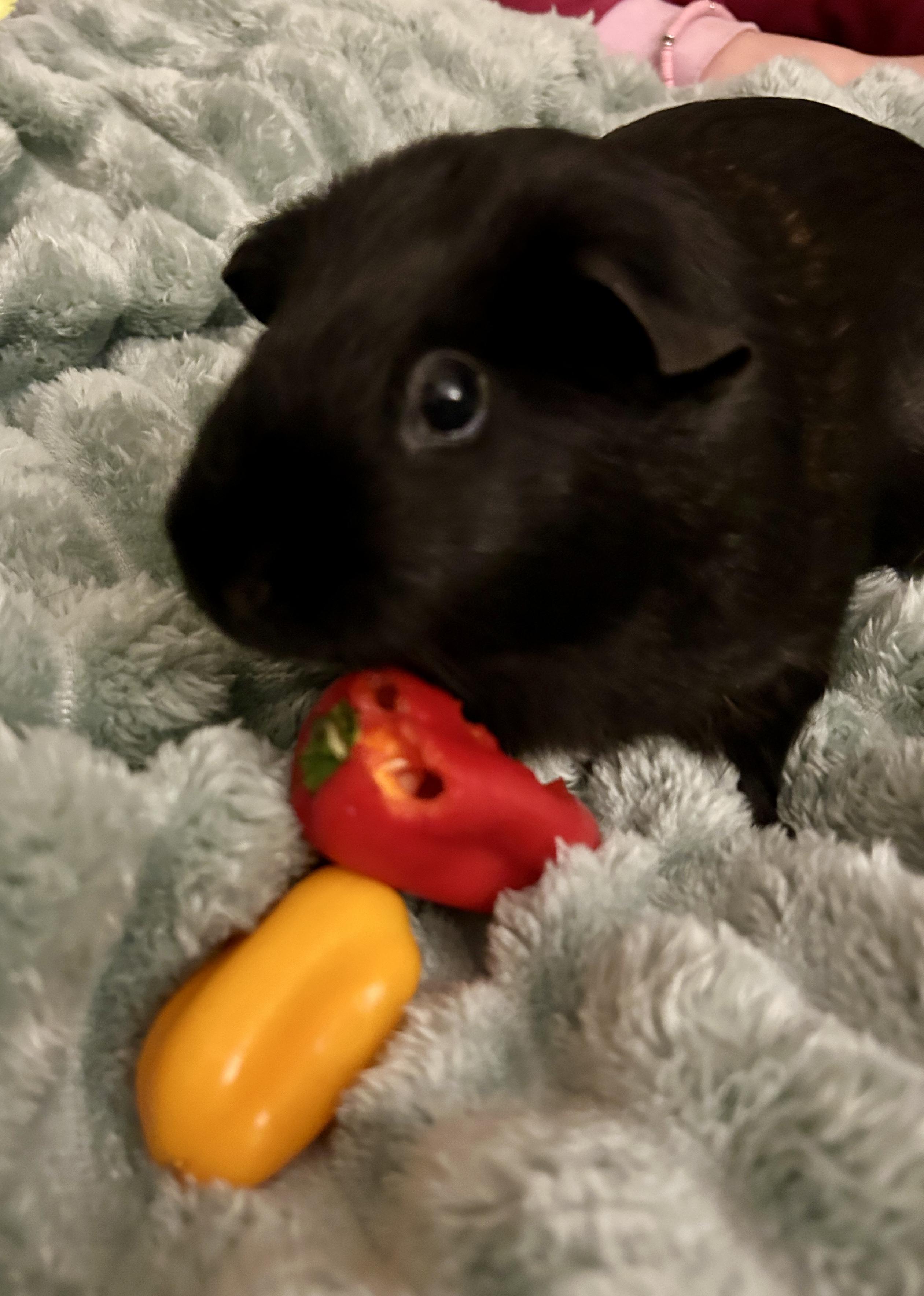 Enlarge Eponine & Cosette, a Adoptable Short-Haired in Andover, CT image 1/6