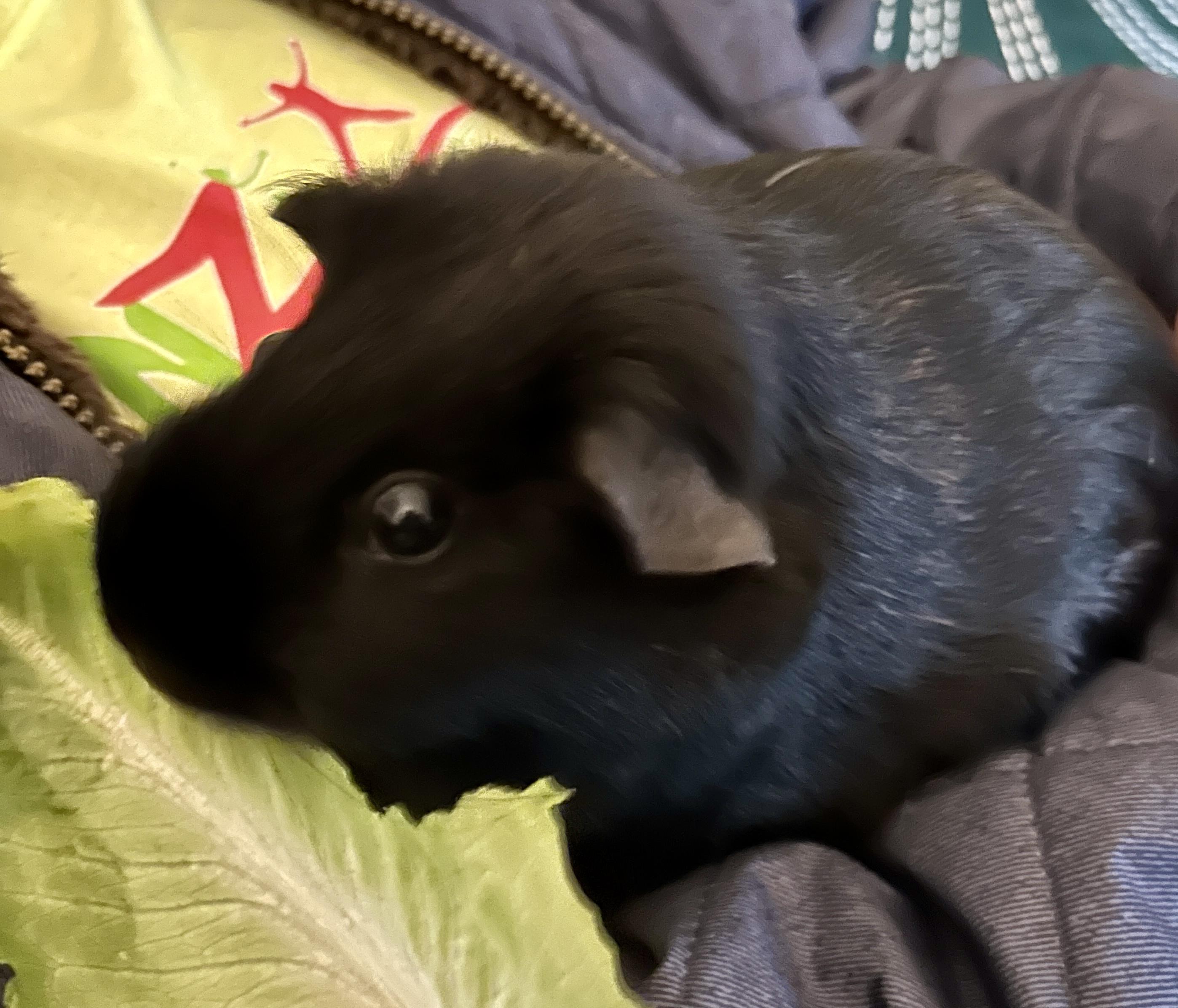 Enlarge Eponine & Cosette, a Adoptable Short-Haired in Andover, CT image 5/6