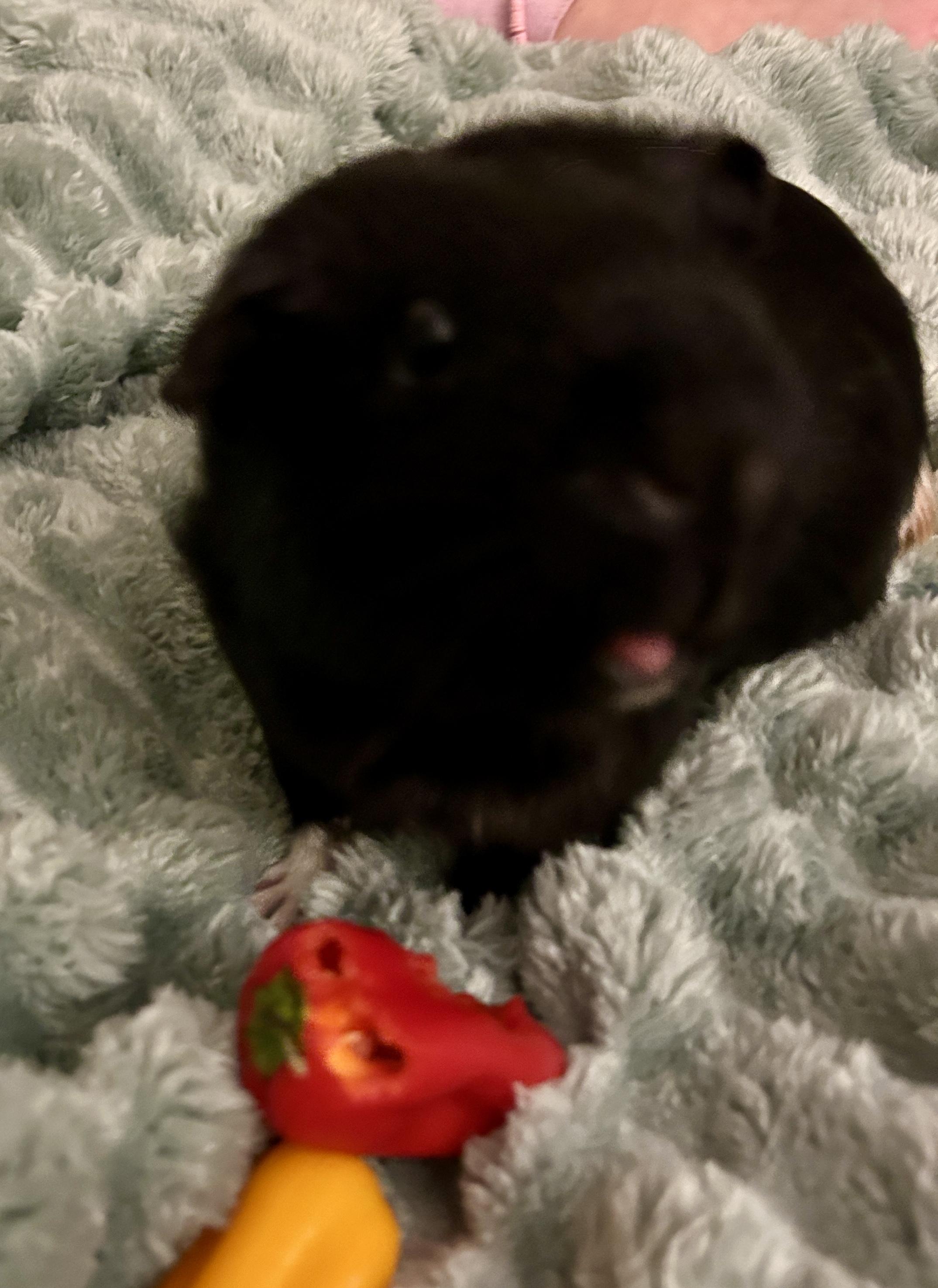 Enlarge Eponine & Cosette, a Adoptable Short-Haired in Andover, CT image 6/6