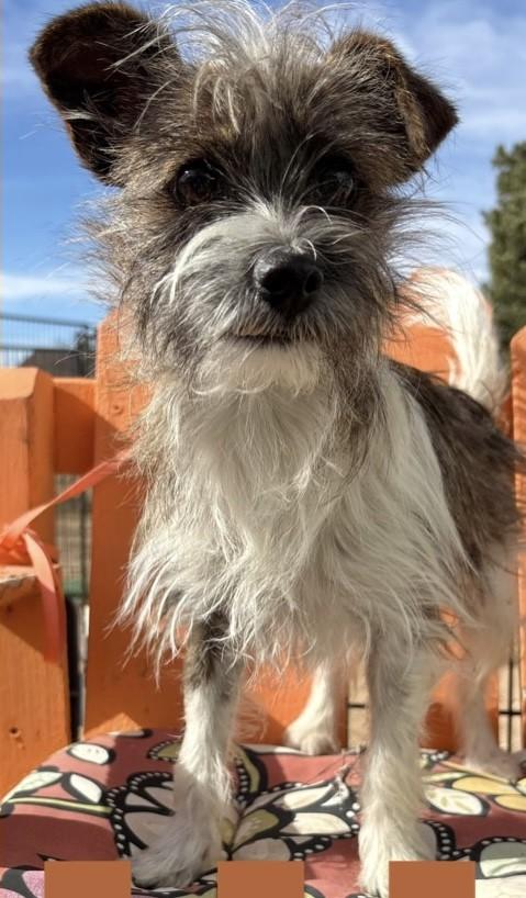 Enlarge OLYMPUS, a ADOPTABLE mixed breed in fort worth, TX image 3/3