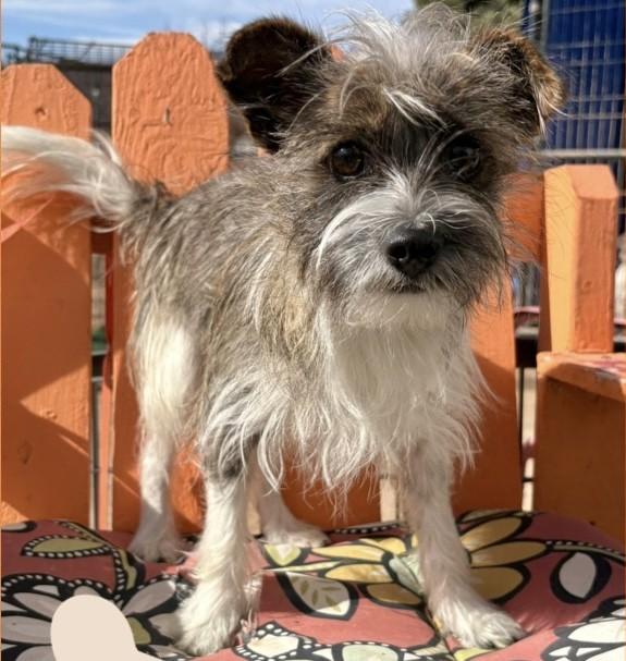 Enlarge OLYMPUS, a ADOPTABLE mixed breed in fort worth, TX image 2/3