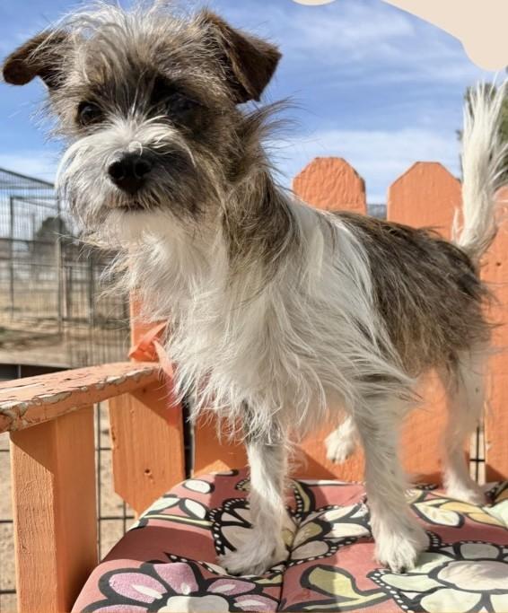 OLYMPUS, ADOPTABLE, Young Male Terrier.