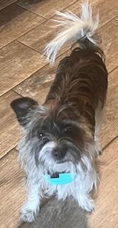 OLYMPUS, ADOPTABLE, Young Male Terrier.