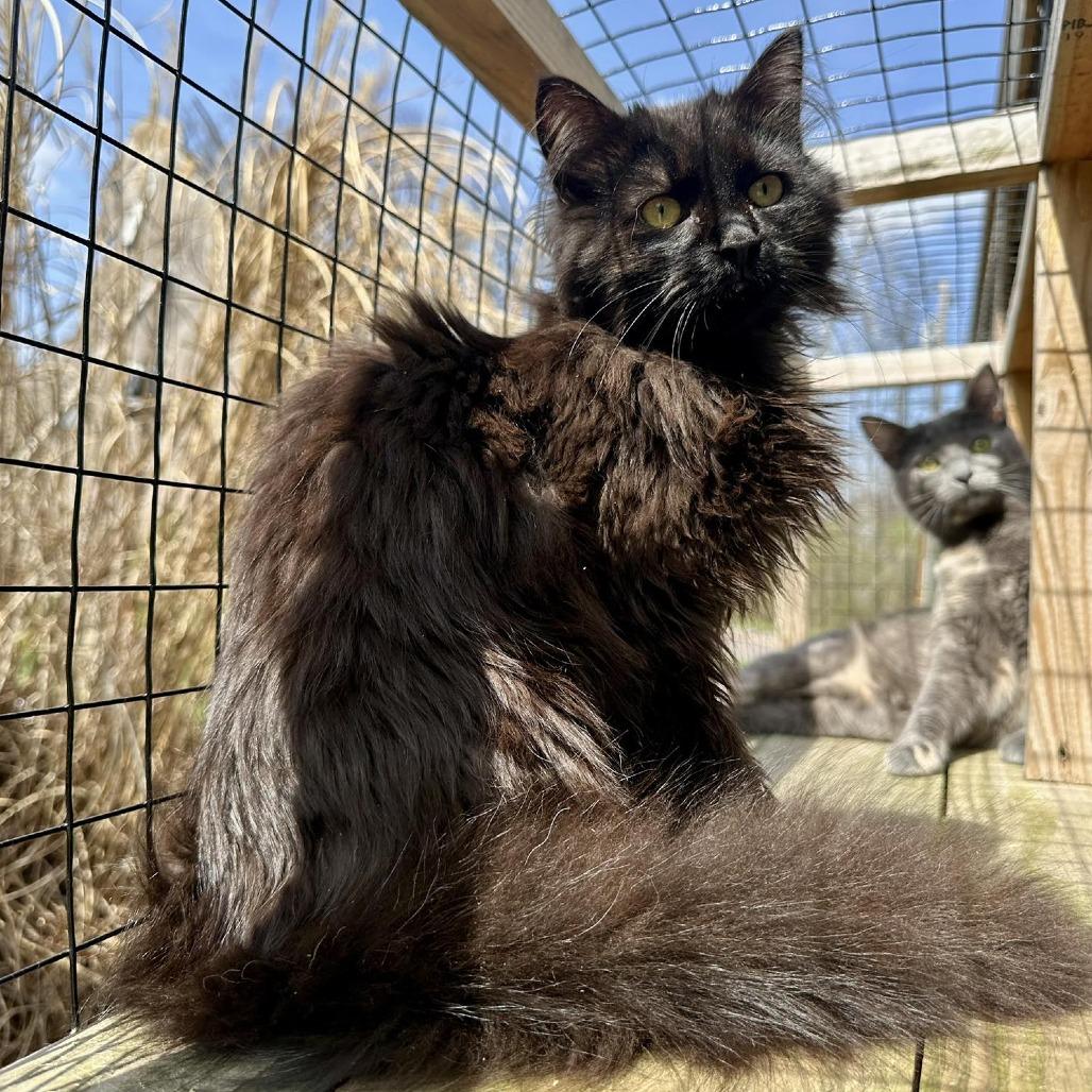 Poppyseed, a Adoptable Domestic Long Hair in Leechburg, PA image 1/5