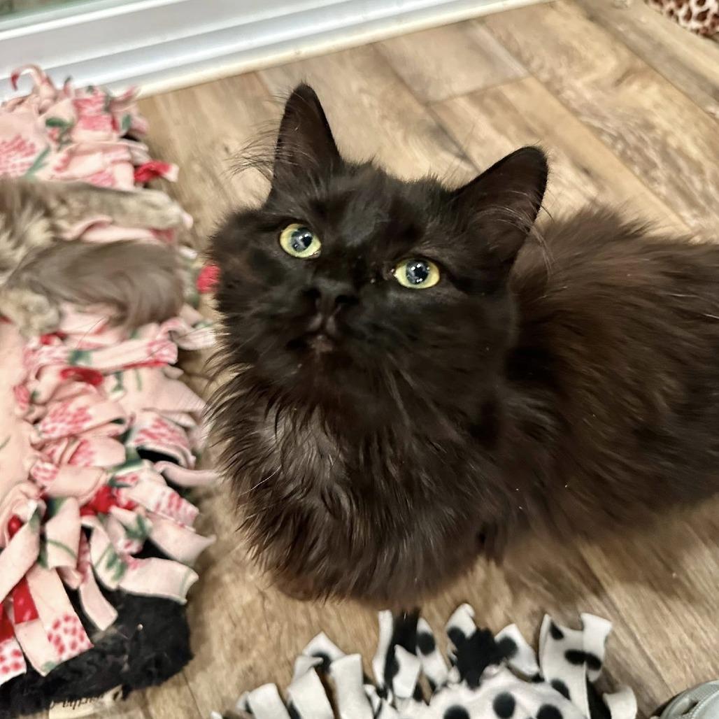 Poppyseed, a Adoptable Domestic Long Hair in Leechburg, PA image 2/5