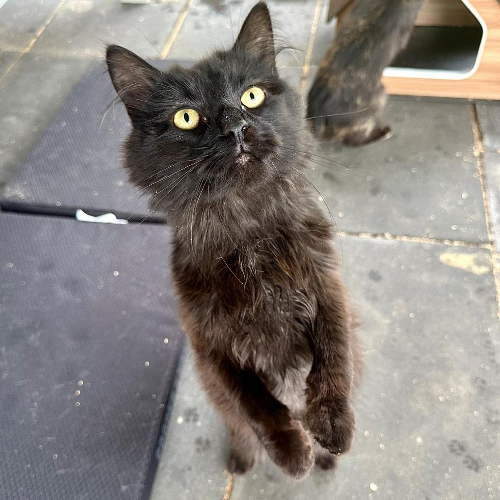 Poppyseed, a Adoptable Domestic Long Hair in Leechburg, PA image 3/5