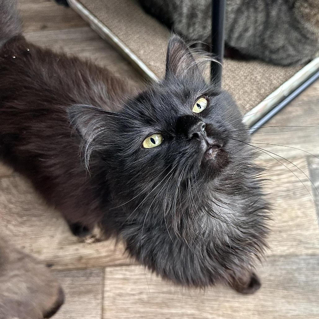 Poppyseed, a Adoptable Domestic Long Hair in Leechburg, PA image 4/5