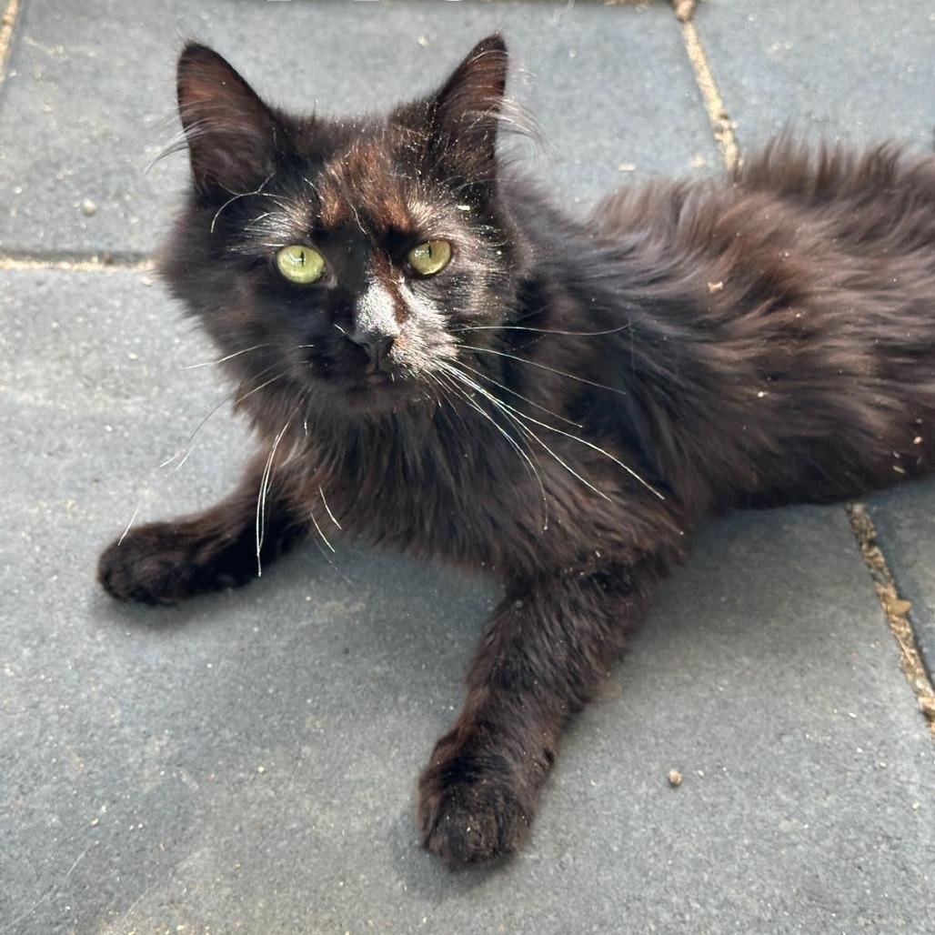 Poppyseed, a Adoptable Domestic Long Hair in Leechburg, PA image 5/5