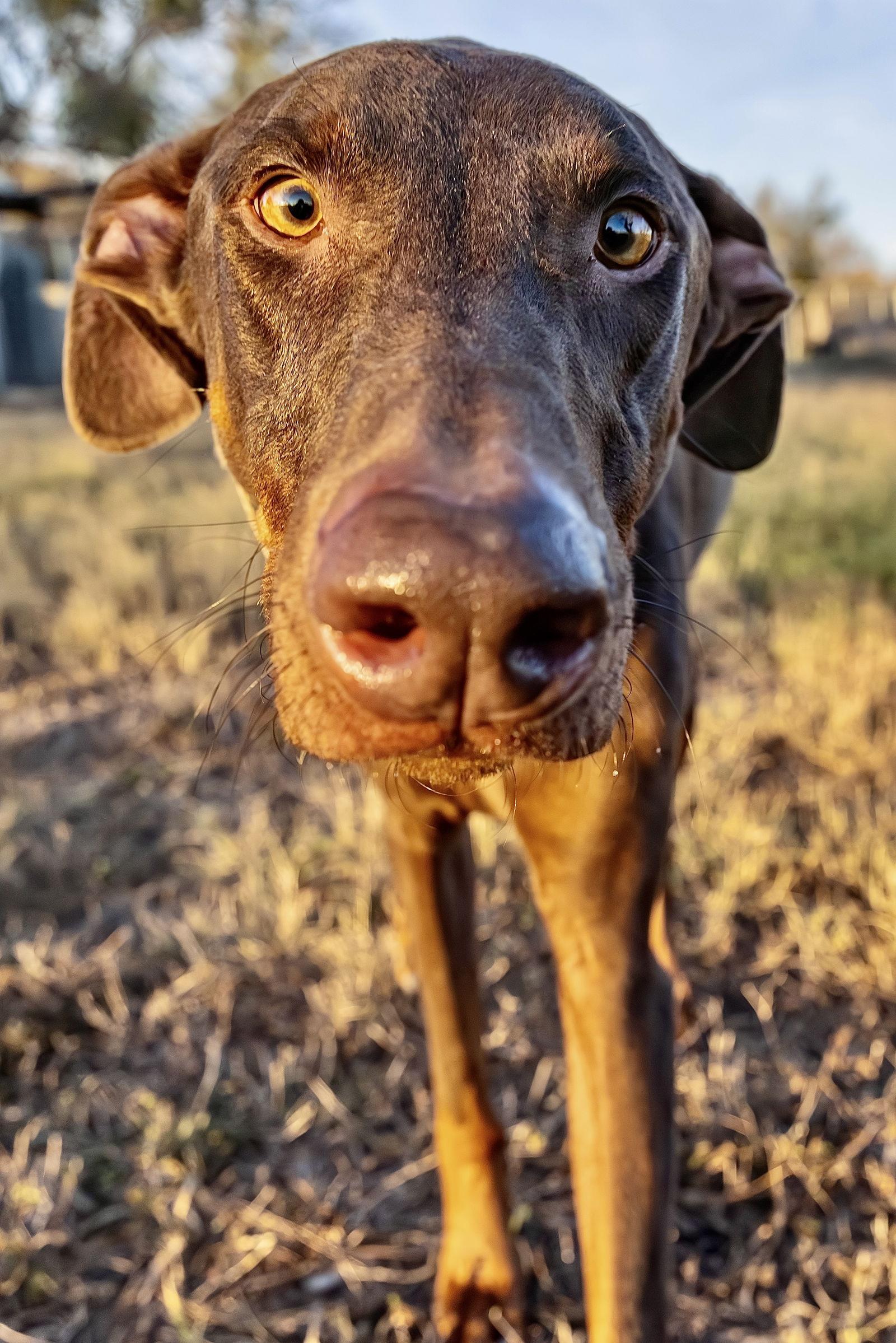 Norman, Adoptable, Adult Male Doberman Pinscher.